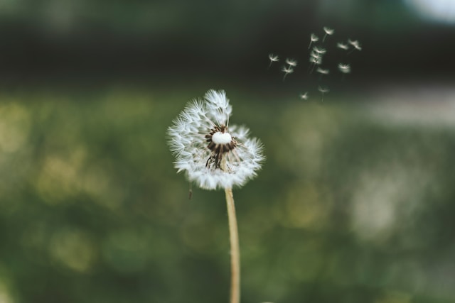 Pusteblume