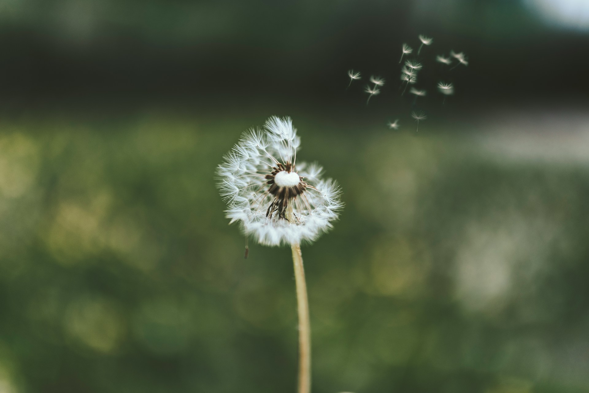 Pusteblume